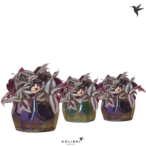 Kolibri Greens Tradescantia Zebrina in Pearl pot blue green mix