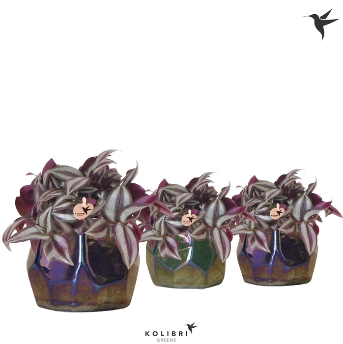 <h4>Kolibri Greens Tradescantia Zebrina in Pearl pot blue green mix</h4>