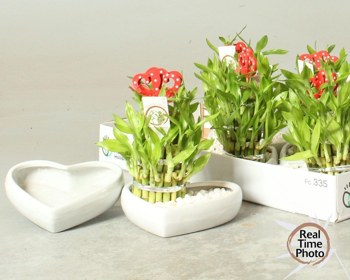 <h4>DRA LUCKY BAMBOO</h4>