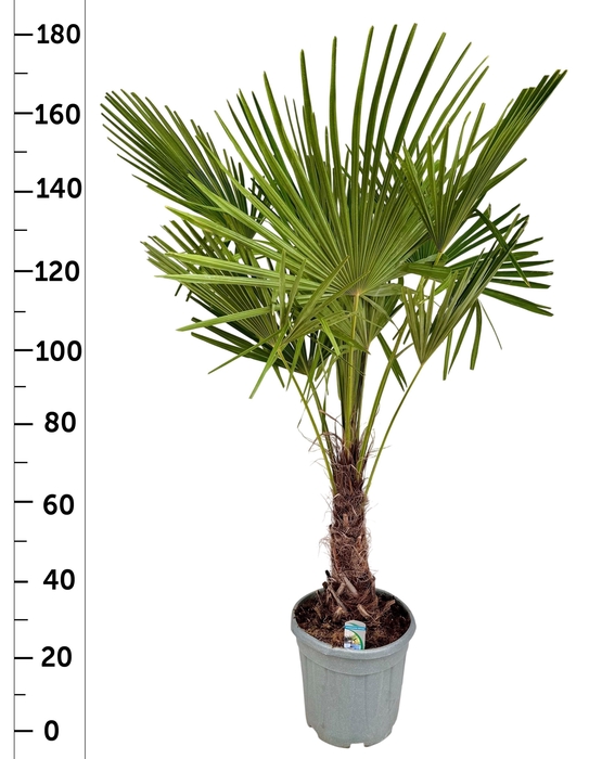 <h4>TRACHYC FORTUNEI</h4>