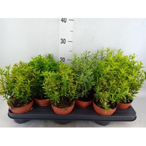 Euonymus japon.   ...mix