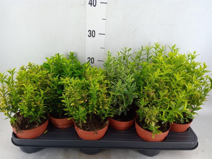 <h4>Euonymus japon.   ...mix</h4>