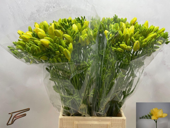 <h4>Freesia enk Dukaat</h4>