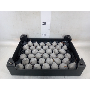 Decoratieve materialen   ...H%