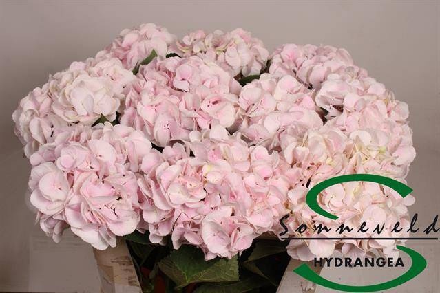 <h4>HYDR M CH SW VERENA</h4>
