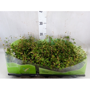 Muehlenbeckia com. 'Mao'ri'