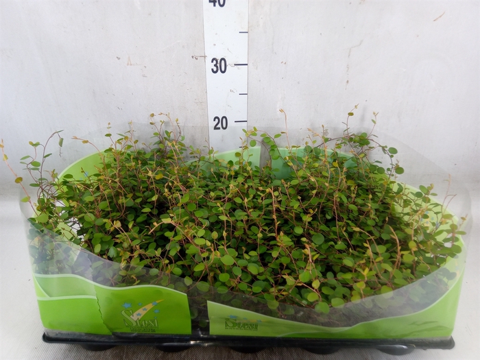 <h4>Muehlenbeckia com. 'Mao'ri'</h4>