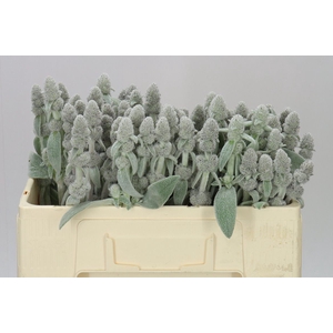 Stachys Silver