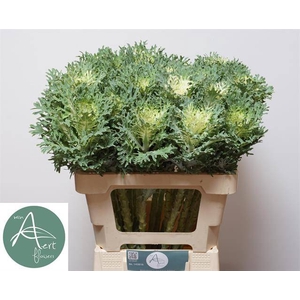 Brassica Crane King Aert