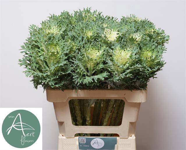 <h4>Brassica Crane King Aert</h4>