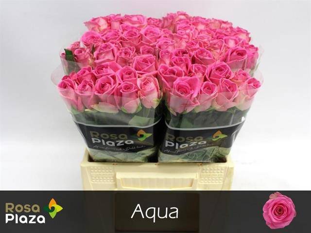 <h4>R GR AQUA!</h4>