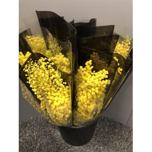 Acacia Mirandole C Black 200 Gr Neutro