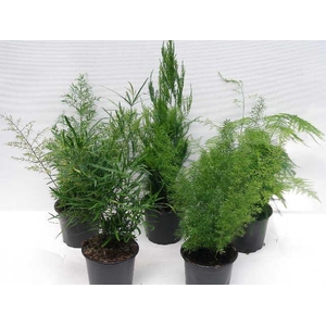 ASPARAGUS DENSIFLORUS P12 MIX