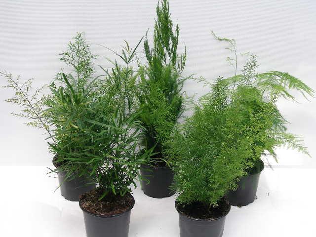 <h4>ASPARAGUS DENSIFLORUS P12 MIX</h4>