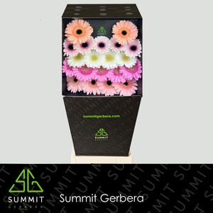 Germini Mix 3 kleuren Diamond per kaart
