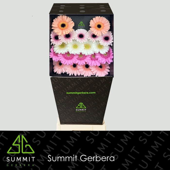 <h4>Germini Mix 3 kleuren Diamond per kaart</h4>