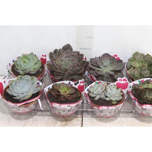ECHEVERIA C13
