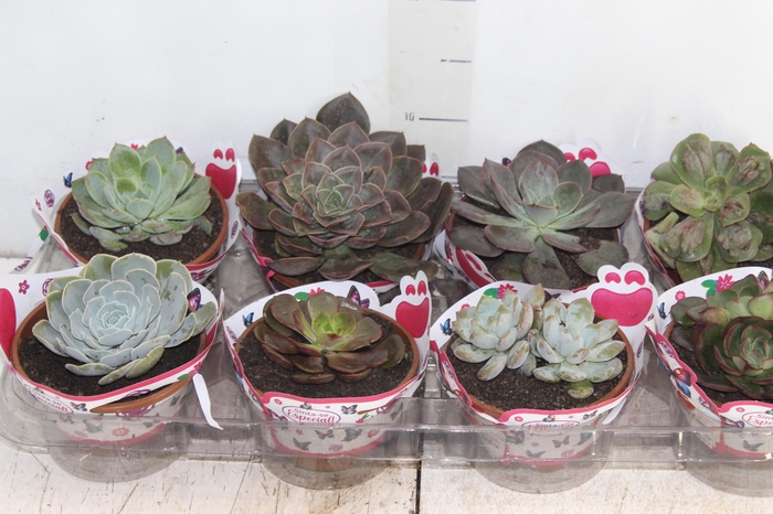 <h4>ECHEVERIA C13</h4>