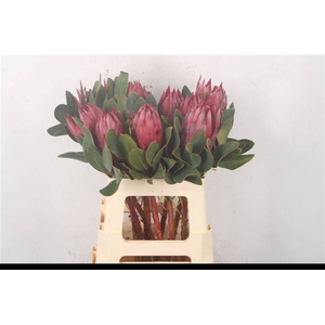 PROTEA CY MADIBA