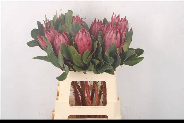 <h4>PROTEA CY MADIBA</h4>