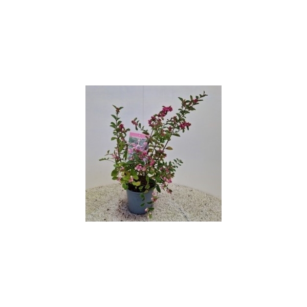 <h4>Symphoricarpos 'Magical Candy®'</h4>