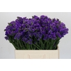Limonium sinuatum Navy Sun Birds