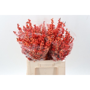 Ilex Ve Oudij Orange