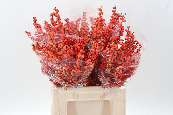 <h4>Ilex Ve Oudij Orange</h4>