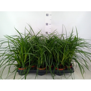 Carex morrowii