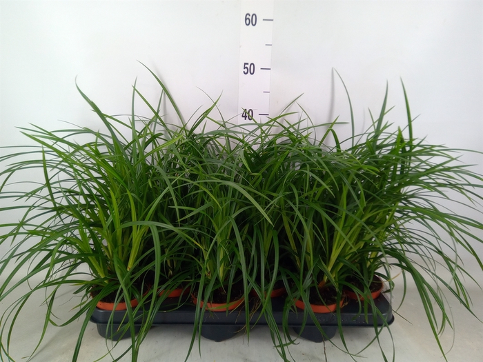 <h4>Carex morrowii</h4>