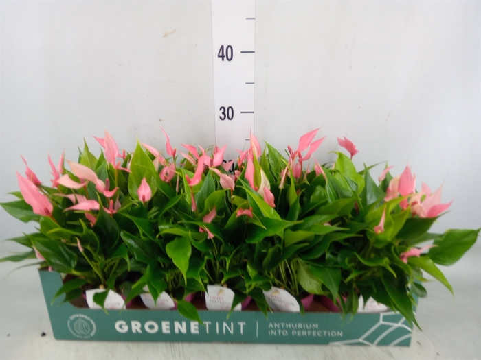 <h4>Anthurium andr. 'Lilli'</h4>