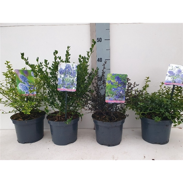 <h4>Ceanothus Mix</h4>