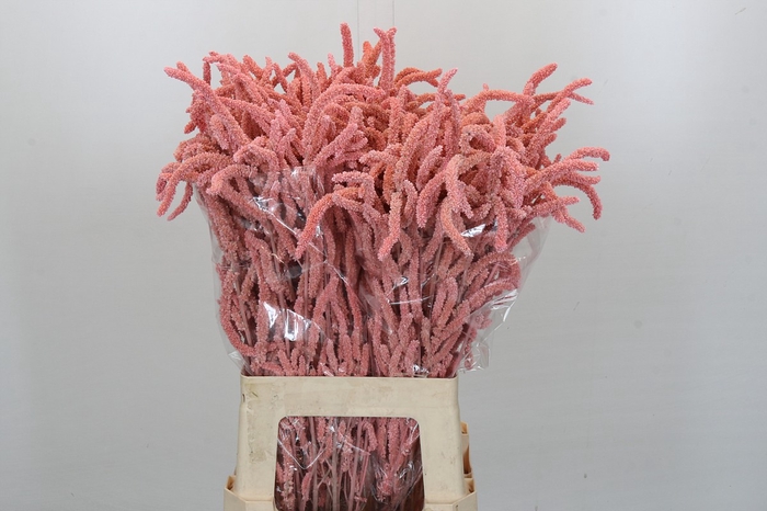 <h4>Amaranthus Yearming Desert Lady Pink</h4>