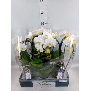 Phalaenopsis   ...white