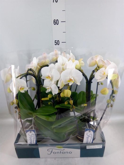 <h4>Phalaenopsis   ...white</h4>