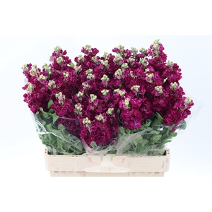 Matth Centum Red