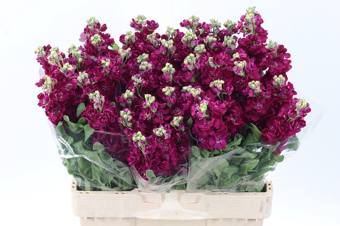 <h4>Matth Centum Red</h4>