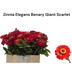 ZINNIA ELEGANS