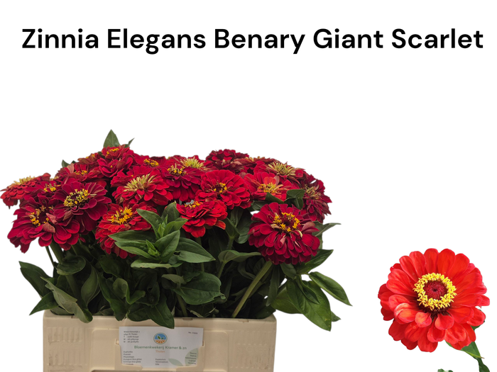 <h4>ZINNIA ELEGANS</h4>
