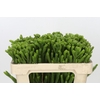Kaaps Groen Albigreen