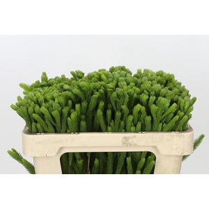 Kaaps Groen Albigreen