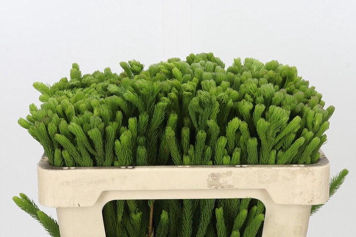 <h4>Kaaps Groen Albigreen</h4>