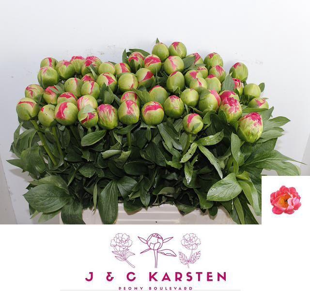 <h4>PAEO CORAL SUNSET</h4>