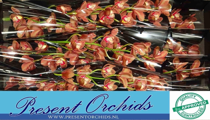 <h4>CYMB T VICKY BROWN</h4>