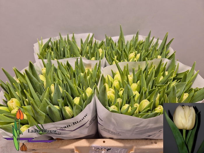 <h4>TU DU VERONA</h4>