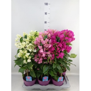 Bougainvillea   ...