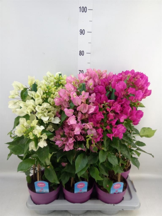 <h4>Bougainvillea   ...</h4>