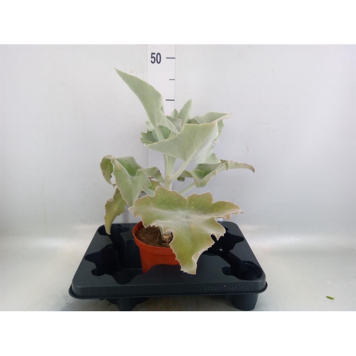 <h4>Kalanchoe NF beharensis</h4>