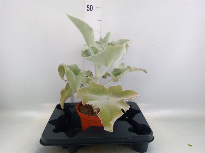 Kalanchoe NF beharensis
