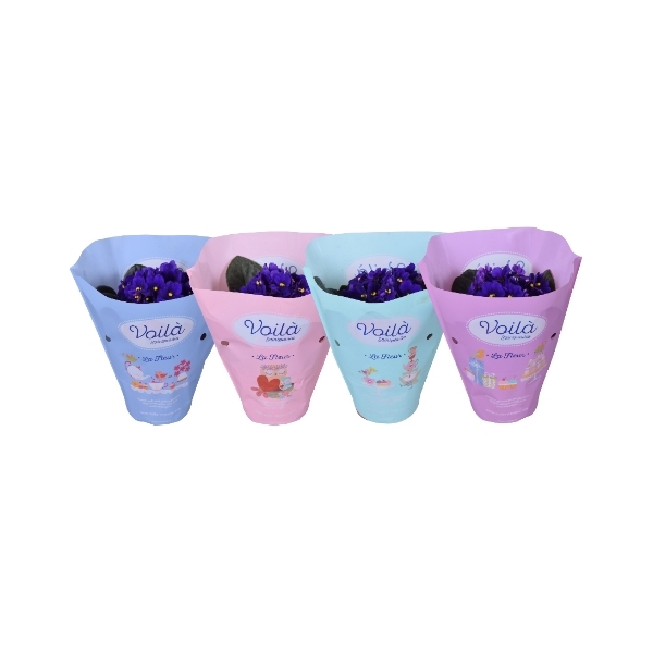 <h4>Saintpaulia Blauw voila ''la Fleur''x8</h4>